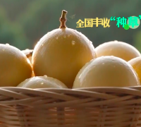 非遗拳韵载果香！武平石家拳亮相央视《丰收集结号》