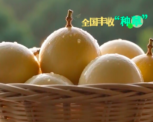 非遗拳韵载果香！武平石家拳亮相央视《丰收集结号》